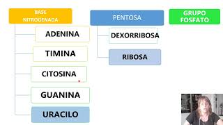 INTRODUCCIÓN A LOS ÁCIDOS NUCLEICOS PARTE I [upl. by Kaylil816]