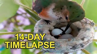 Hummingbird Babys First Two Weeks in the Nest TIMELAPSE [upl. by Cathyleen418]