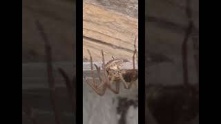 🇬🇧 House Spider 🕷 VS Woodlouse will she eat it [upl. by Gelasias]