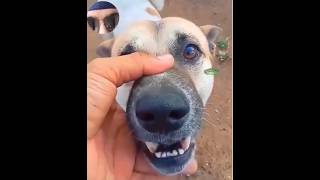 What a strange and funny reaction of a street dog dog doglovers viral shorts [upl. by Kenneth]