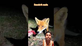 Siyal iska naam hai junglon mein rahata hai🐕‍🦺 animals youtubeshorts shorts viralvideo [upl. by Shiroma193]