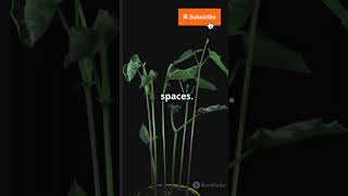 Vertical Farming Growing Beans in 20 Sec [upl. by Enrika]