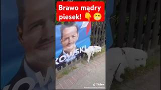 BRAWO DLA PIESKA 🐶 🤣shorts polityka polish memy [upl. by Urdna]