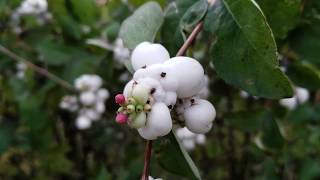 Die Gewöhnliche Schneebeere Symphoricarpos albus Knallerbsen Busch Bäm Knaller Böller [upl. by Hobbie107]