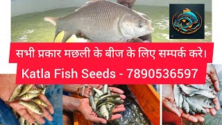 Katla Dhani Jira Machli Packing Delivery Bihar  7890536597 fish fishseed smartphonefishfarming [upl. by Coonan650]