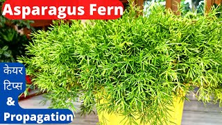 How To Grow Asparagus Fern Plant  Care And Propagation Tips [upl. by Burl126]