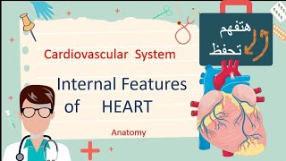 Internal Features Of HEART  Anatomy  🫰بدون تعقيد [upl. by Darnell]