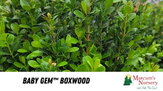 Baby Gem™ Boxwood [upl. by Yreffoeg]