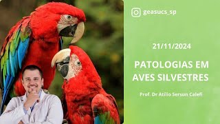 Palestra Patologia em Aves Silvestres 21112024  Prof Dr Atilio Sersun Calefi  GEAS UCS SP [upl. by Angrist849]