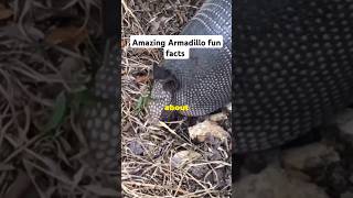 Armadillo facts you didnt know shorts [upl. by Norvell129]