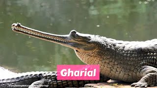 Gharial gavialis gangeticus [upl. by Salhcin]