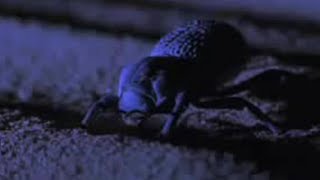 Desert Insects Scorpions and Snakes Use Special Skills to Survive  BBC Studios [upl. by Aikal]