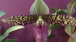 10 New Orchids from the Victoria Orchid Show  Orchid Care tips for these Orchids [upl. by Jamaal]