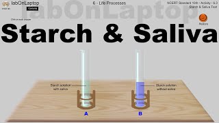 NCERT Class 10th Activity 63  Life Process  Starch amp Saliva  labOnLaptop  Virtual Lab [upl. by Willman316]