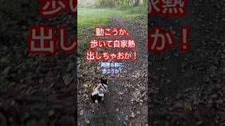 夕陽じゃなくて朝陽だけどね！ 歩く男 朝散歩 歩く効能 川越のヨガサークル￼ [upl. by Eidnak]