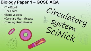 Circulatory System  Biology AQA GCSE Revision Organisation Topic 2020 19 [upl. by Swaine]