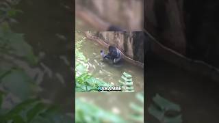 Harambe ONE DECISION SPARKS DEBATE viralvideo gorillatag [upl. by Beatrisa328]