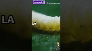 ¡Hablemos de la Abeja facebook instagram whatsappstatus whatsapp funnyvideos funnyvideo [upl. by Eelsew132]