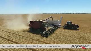 Case IH 7240 Combine in action during harvest [upl. by Korella]