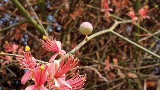 Capparis decidua KairDELLA Plant complete Information in UrduHindi [upl. by Lyle]