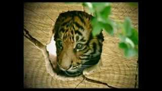 SCT Promo Video  Rewilding South China Tigers in South Africa [upl. by Sitoeht489]