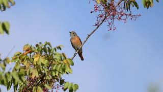 חכלילית עצים  Common redstart [upl. by Urien635]