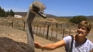 Karoo Ostrich Farm South Africa [upl. by Jarred587]