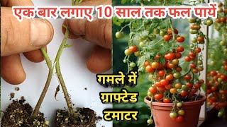 गमले में टमाटर कैसे लगाए  ग्राफ्टिंग टमाटर कैसे तैयार करें  How To Grow Grafting Tomato Plants [upl. by Eisoj]