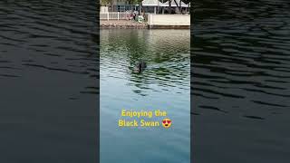 AMAZING BLACK SWAN ENJOYING swan swanlake hongkong fairviewpark shortviral viral [upl. by Nohpets]