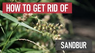 How to Get Rid of Sandbur Weed Management [upl. by Eluk914]