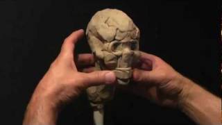 Sculpting a Human Skull in Claypart1 [upl. by Cully379]