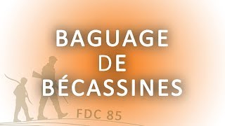 Baguage de bécassines [upl. by Esahc]