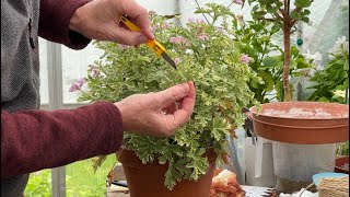 Taking Cuttings of Regal and Scented Pelargoniums [upl. by Ahseki]