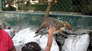 Coatimundi video [upl. by Sammie]