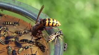 Trapping Wasps Hornets and Yellow Jackets Best Bait Mixture and lure Protecting Honey Bees [upl. by Pellet]