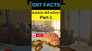 ⚡Braineating amoeba Part1 facts interstingfactsintelugu telugufacts amazingfacts [upl. by Aciraa]