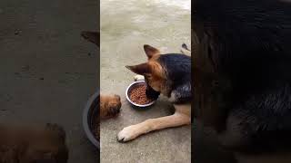 Brave Puppy Challenges a German Shepherd for Food—You Won’t Believe What Happens 🐶🍴🐕 [upl. by Alderman401]