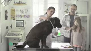 Anuncio Scalibor TV 2014 MSD Animal Health [upl. by Rebekah428]