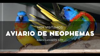 Hoy visitamos Aviario de Neophemas [upl. by Shaughnessy891]