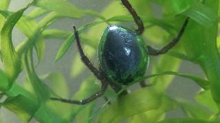 Argyroneta aquatica  The amazing water spider [upl. by Ecinrev]