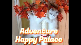 Threemonthold cute and adorable Ragdoll kittens enjoy playing in the Kings luxurious Happy Palace [upl. by Nuarb295]