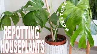 How to Repot a Houseplant  Repotting my Monstera Deliciosa cheese plant [upl. by Merta117]