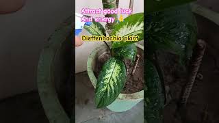 Dieffenbachia plant care tipsBring good luck garden gardeningideas shorts [upl. by Bina]