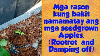 Apple seedlings problemrootrotdamping off and remedies [upl. by Daraj]