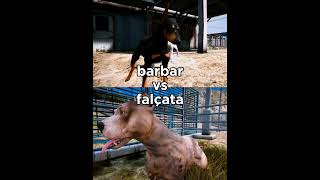 Falçata vs barbar oyunrotası edit shorts [upl. by Moffit610]