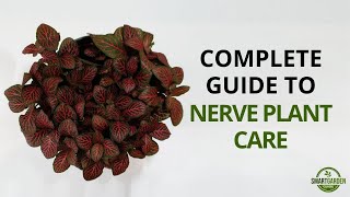 Nerve Plant Care  Complete Guide To Growing Fittonia Houseplants [upl. by Janette17]