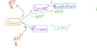 Alcoholic Fermentation Made Easy [upl. by Sewell]