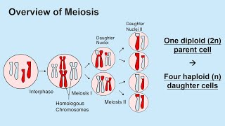 Meiosis and Gametogenesis Spermatogenesis and Oogenesis [upl. by Yarw871]