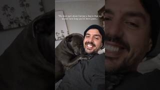 The Best Feeling 🥰 bluestaffy dog englishstaffy [upl. by Ettenwad]