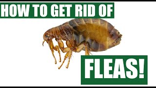 How To Get Rid Of Fleas Guaranteed 4 Easy Steps [upl. by Yuji]